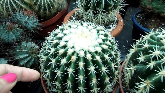 My Euphorbia Horrida Succulent Plant In Flower | African Milk Barrel