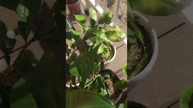 Завязи засохли на однолетних сеянцах грейпфрута Стар Руби. смотреть онлайн