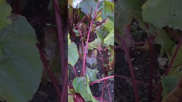 Чудо чудное....начало октября на Урале, обычно выпадает первый снег. смотреть онлайн