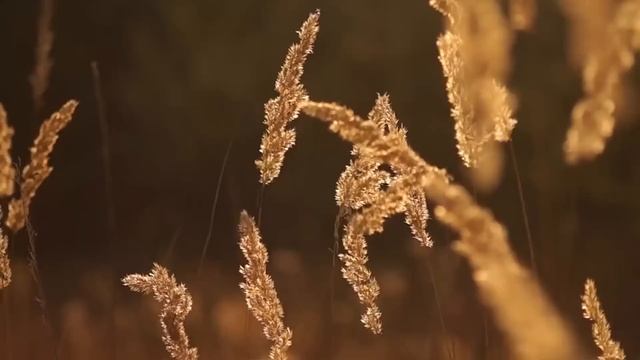 ПОГОДА НА ОСЕНЬ 2023 : ПРОГНОЗ И НАРОДНЫЕ ПРИМЕТЫ смотреть онлайн