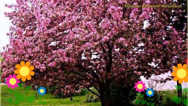 Яблоня декоративная Ола. Краткий обзор, описание характеристик, где купить саженцы смотреть онлайн