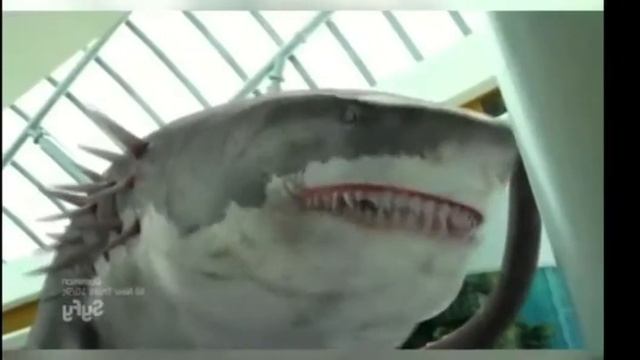 Mega python vs sharktopus (python vs sharktopus) death battle fan made trailer смотреть онлайн