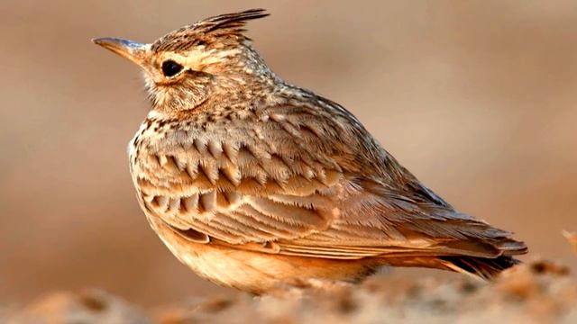 Lark Beautiful Singing.(Alauda arvensis). смотреть онлайн