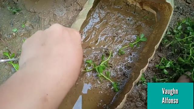 How to reproduce Bacopa monnieri смотреть онлайн