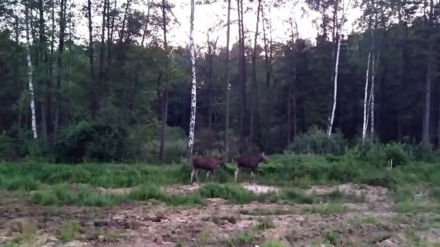 Лоси Подмосковья смотреть онлайн
