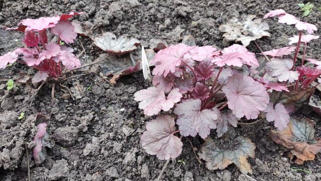 Гейхера деление куста ВЕСНОЙ ИЛИ ОСЕНЬЮ...мой опыт...в центральной части Украины#гейхера#размножени смотреть онлайн