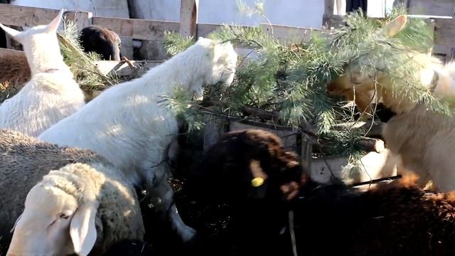 Бесплатные витамины овцам. Вводим хвою в рацион баранов. смотреть онлайн