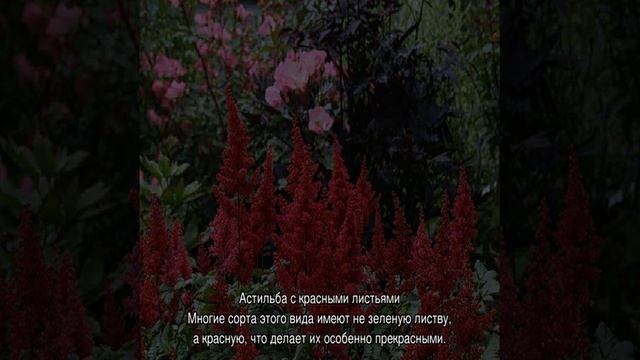 Астильба — с чем рядом сажать