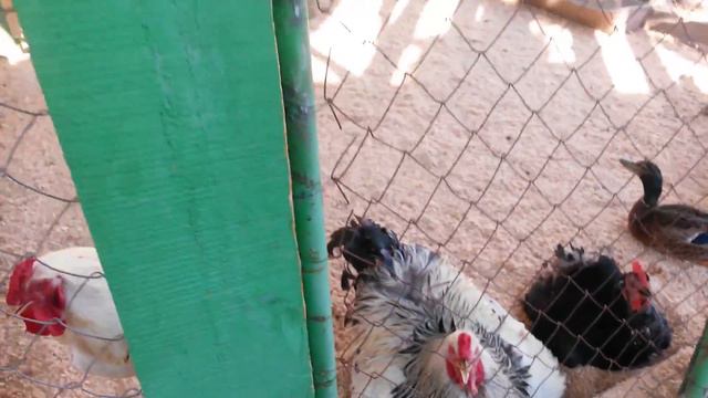 ❒ Ресторан ЦИРК Кормим рыб и домашних животных Walk and feed pets смотреть онлайн