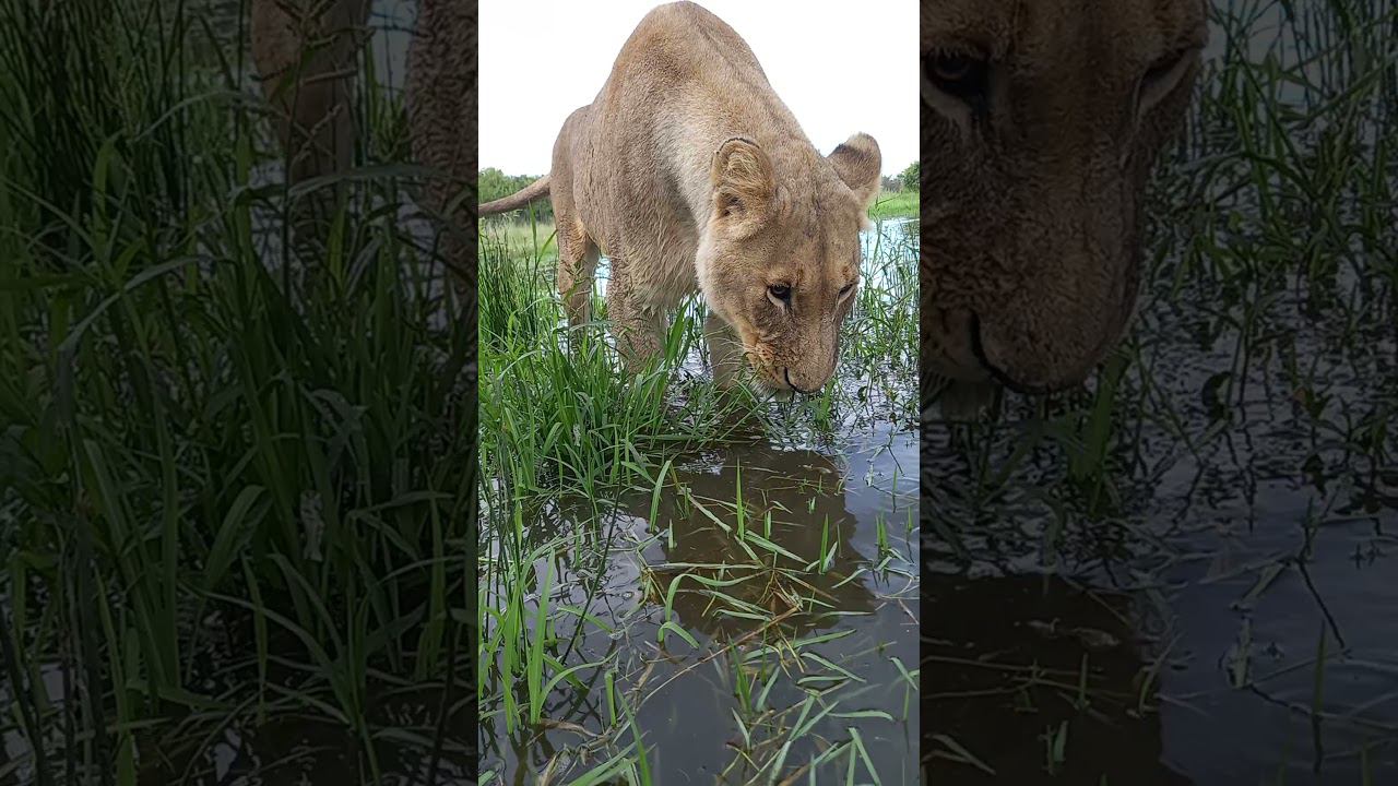 Львица жует траву. Lioness chews grass смотреть онлайн