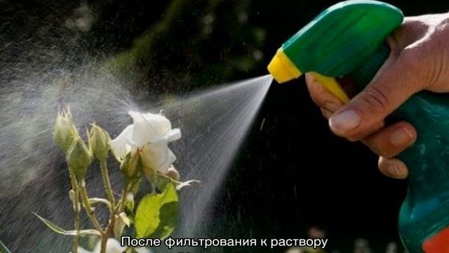 Зеленые мошки на розах — как бороться с вредителями смотреть онлайн