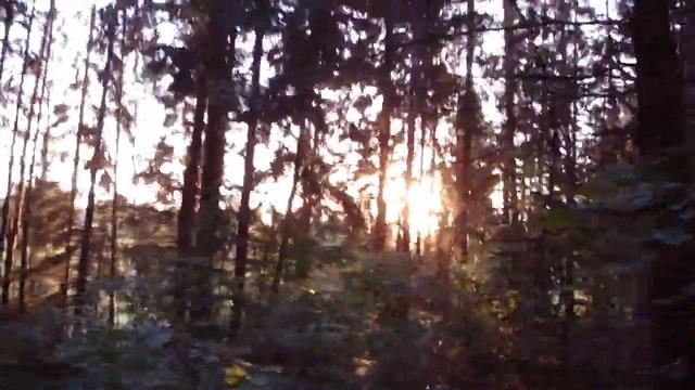 Дача 10 (рассвет в лесу и птицы) смотреть онлайн