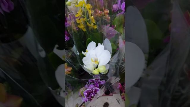 Орхидея в наличии смотреть онлайн