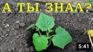 ОГУРЧИКИ высаживаем НА ОПИЛКИ???