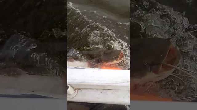 троллинг на Днепре смотреть онлайн