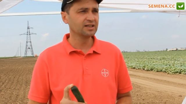 Обзор огурцов Проликс F1 и Велокс F1 Bayer Nunhems день диллера 04.08.2016 смотреть онлайн