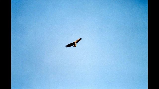 The wind beneath my wings by Nancy LaMott смотреть онлайн