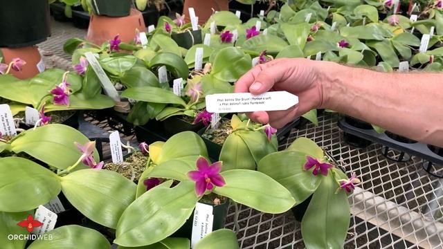OrchidWeb - Phal. bellina var. Rubra смотреть онлайн