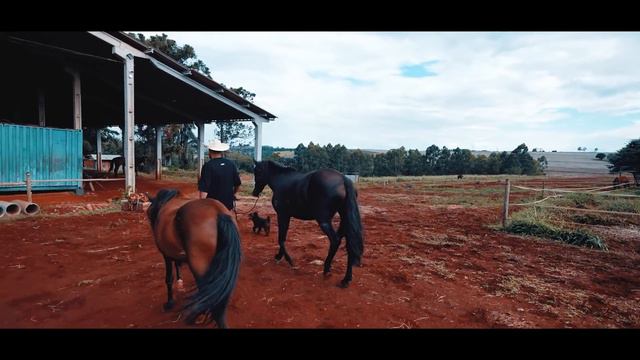 INFELIZMENTE TIVE QUE FAZER ISSO COM MEUS CAVALOS смотреть онлайн