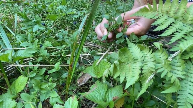 Почему русские любят дачу? | Сельская местность в России | Дача смотреть онлайн