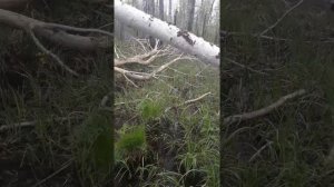 Ловушка на Лося!