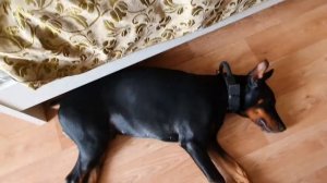 Чем мы кормим добермана Зевса?