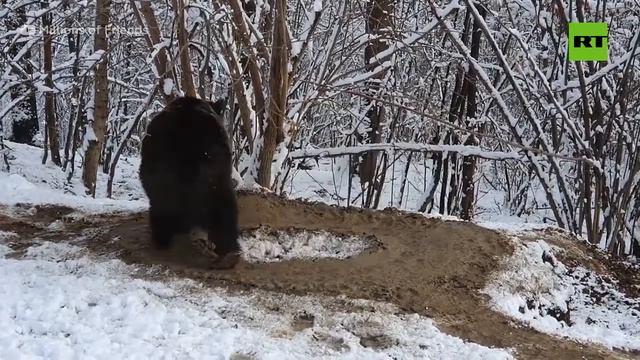 Медведица, которая всю жизнь провела в тесной клетке в зоопарке, ходит по кругу даже на воле смотреть онлайн