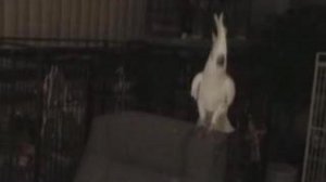 Попугай танцует!!!