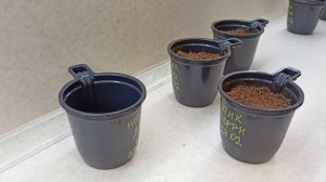 Очаровательная ГАЦАНИЯ посев семян на рассаду.27.02.2022