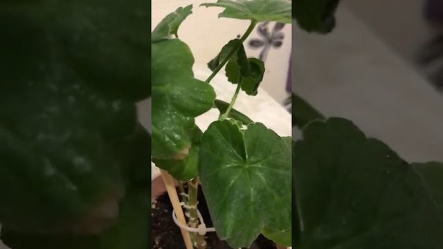 Пеларгония . Милфилд роуз смотреть онлайн