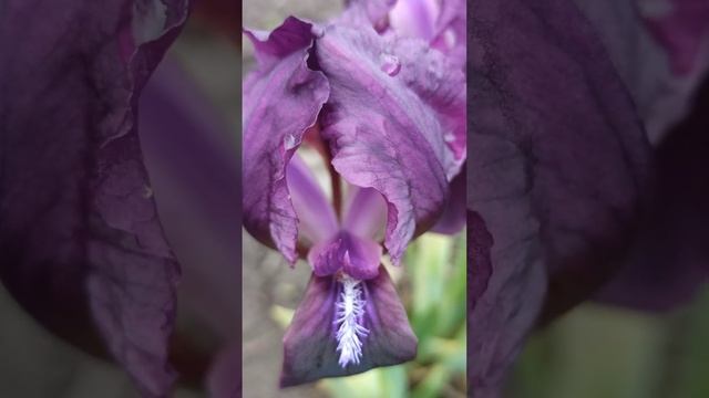 Фиолетовый Ирис (карликовые ирисы) #шортс #ирис смотреть онлайн