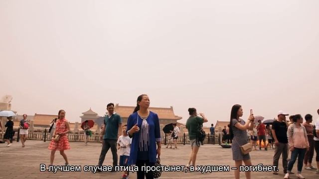 Простуда у попугая смотреть онлайн