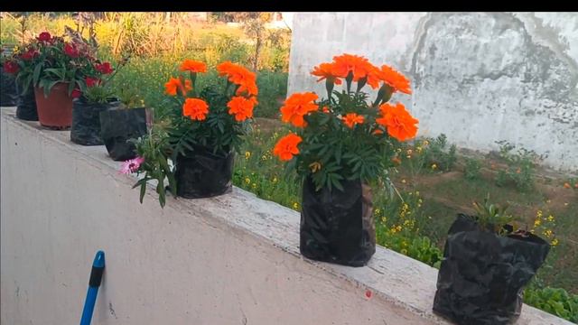 Clerodendrum a beautiful flowering vine गेट पर लगने वाले फूलों की बेल смотреть онлайн