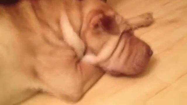 Шарпей гавкает во сне смотреть онлайн