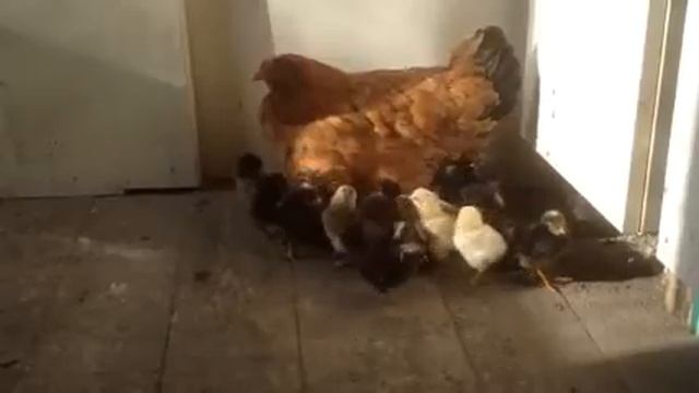 Курица наседка смотреть онлайн