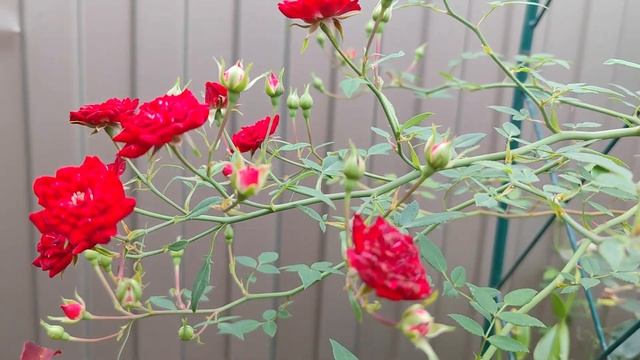 Red Fairy. Рэд Фейри. rosebushes.ru почвопокровные розы смотреть онлайн