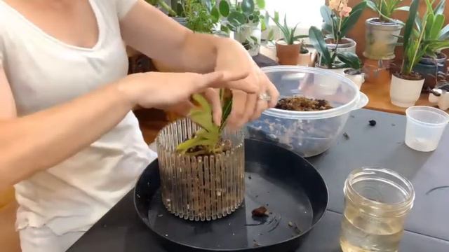 HOW TO ADD MOISTURE TO VANDA ORCHID Add moisture to vanda orchid смотреть онлайн