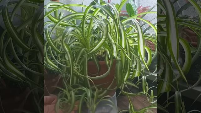 #shorts Хлорофитум Бонни (кучерявый)?Мини-обзор в 59сек?Освещение?Уход?Полив?Размножение?Корни? смотреть онлайн