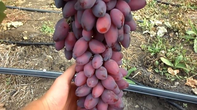 Виноград Ася 2015 (Панченко) смотреть онлайн