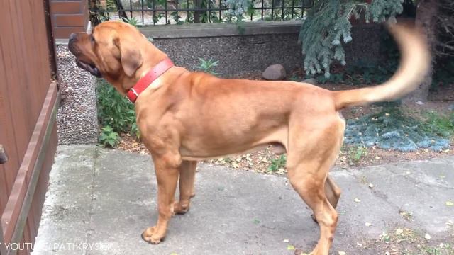 15 Dogs You Should Fear the Most смотреть онлайн