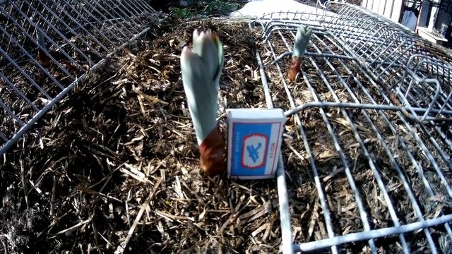 Первые всходы лук чеснок Рокамболь. смотреть онлайн