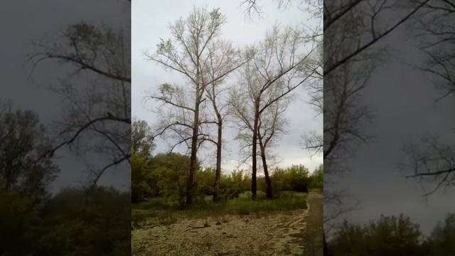 Нашествие непарного шелкопряда 2020! смотреть онлайн