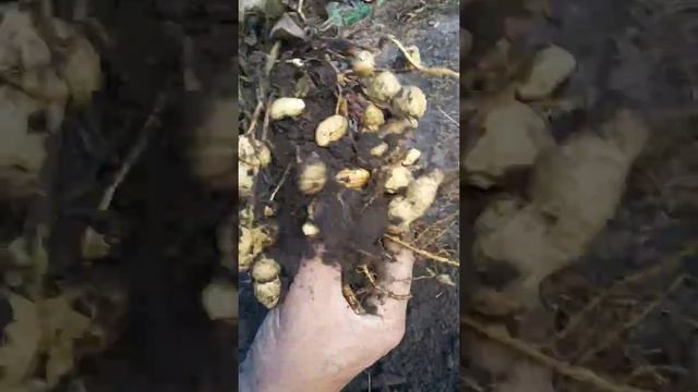 Сбор урожая арахиса на нашей даче смотреть онлайн