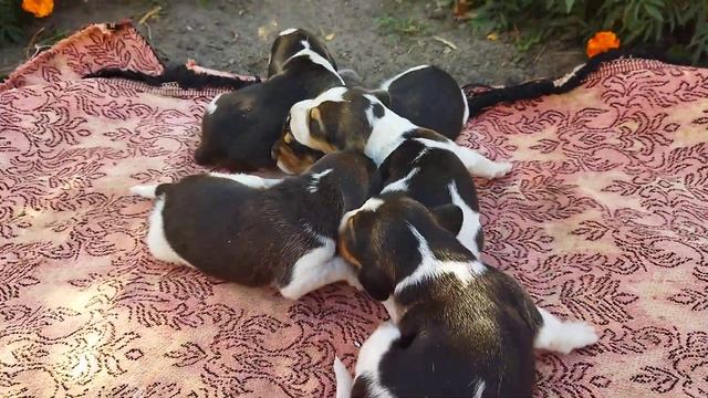 ОБЗОР ЭСТОНСКИХ ГОНЧИХ/ЩЕНКИ НА ПРОДАЖУ смотреть онлайн