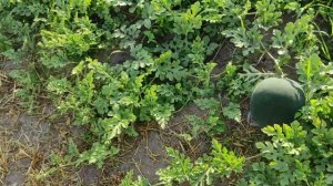 Арбуз на 57 день...Ред Стар, Бедуин, Фараон, Оранж Кинг, Чарльстон Грей