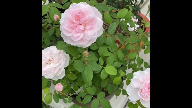 David Austin Rose- Barbara Austin смотреть онлайн