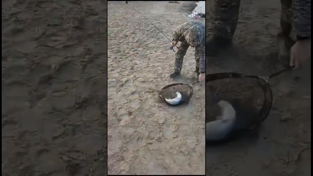 РК «Чайка» рыбка активна? смотреть онлайн