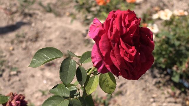 роза 4-х ветров, питомник роз полины козловой, rozarium.biz. Rose des 4 Vents, бордюрные розы смотреть онлайн