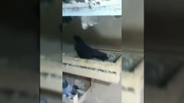 САМАРКАНДСКИЕ БОЙНЫЕ ГОЛУБИ СИЗЫЙ КУЙИ смотреть онлайн