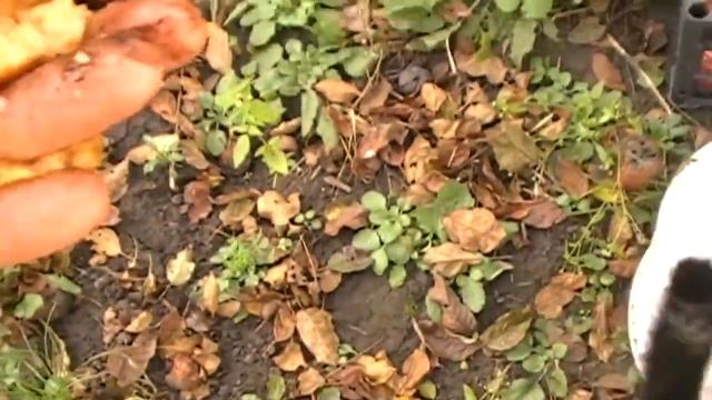 Сорт яблони Айдаред. Лидер среди яблок по лежкости? смотреть онлайн
